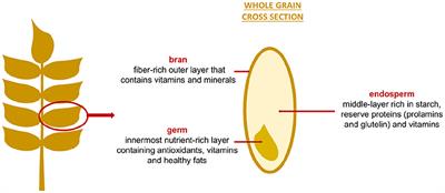 The Impact of Cereal Grain Composition on the Health and Disease Outcomes